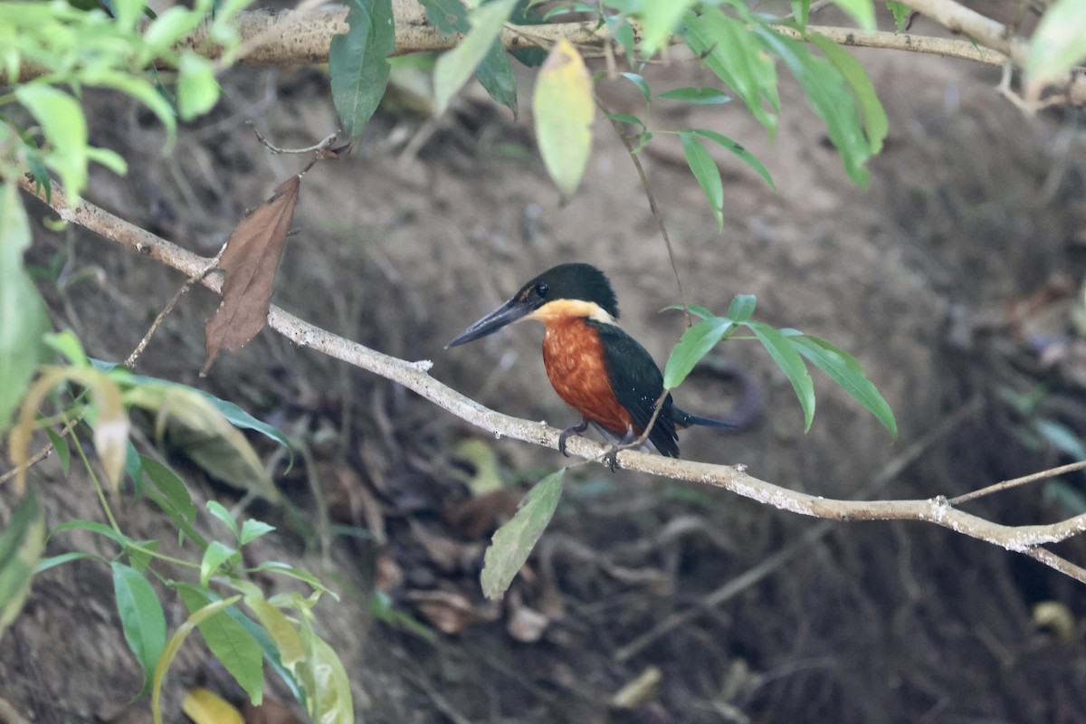 Green-and-rufous Kingfisher - ML634076809