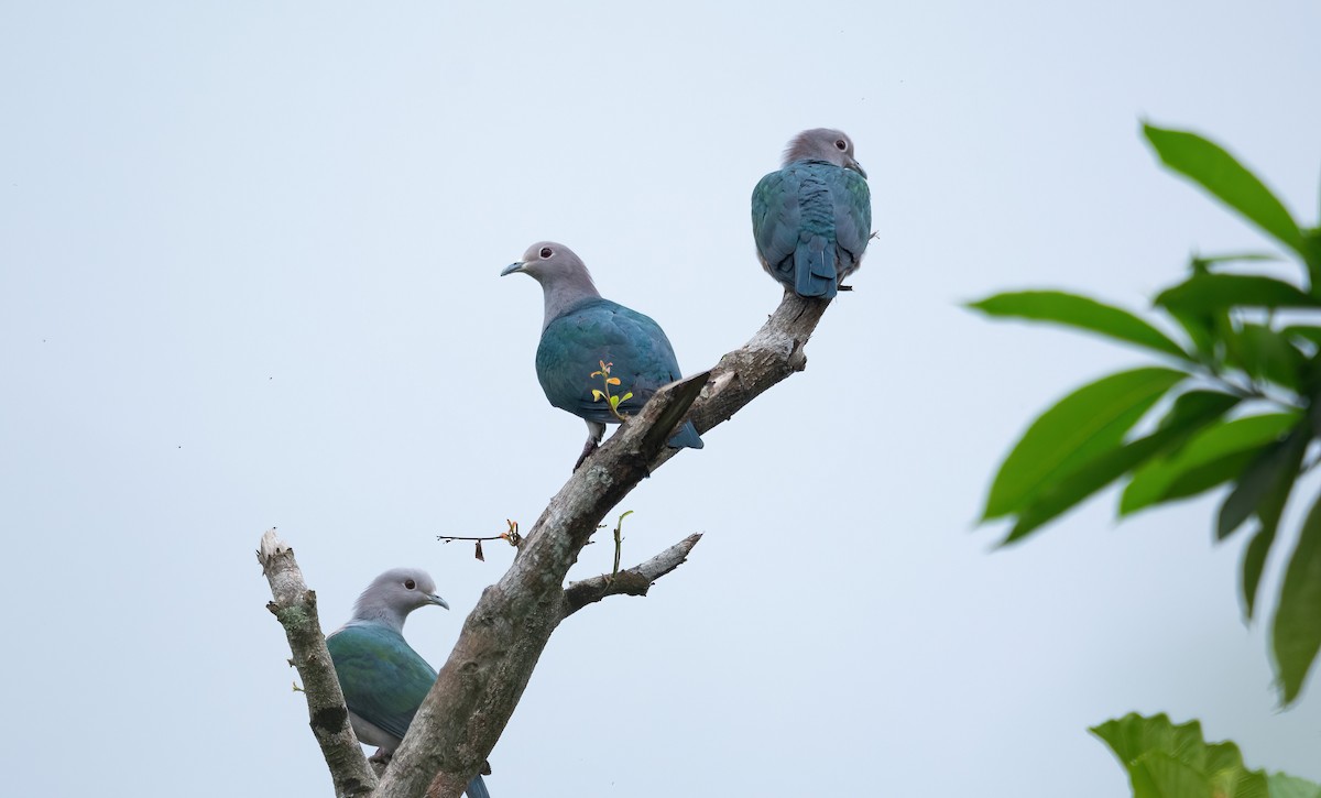Green Imperial-Pigeon (Green) - ML634076815