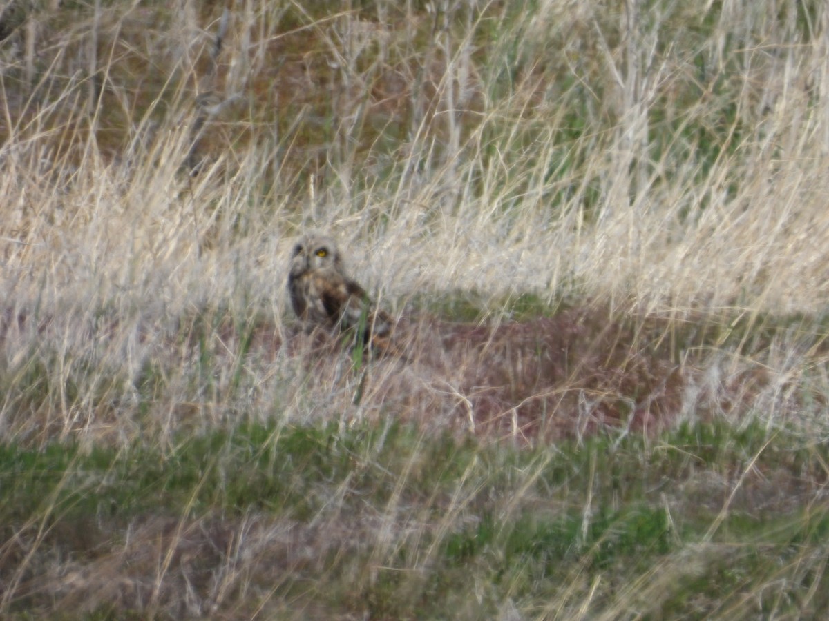 Short-eared Owl - ML634076835