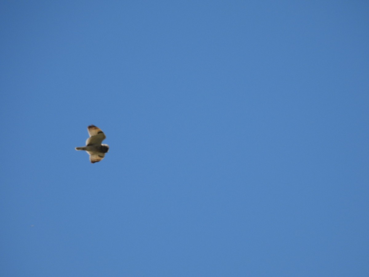 Short-eared Owl - ML634076836
