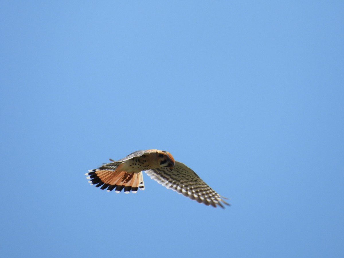 American Kestrel - ML634076852