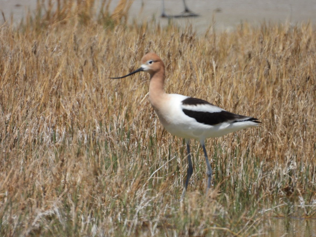 American Avocet - ML634076874