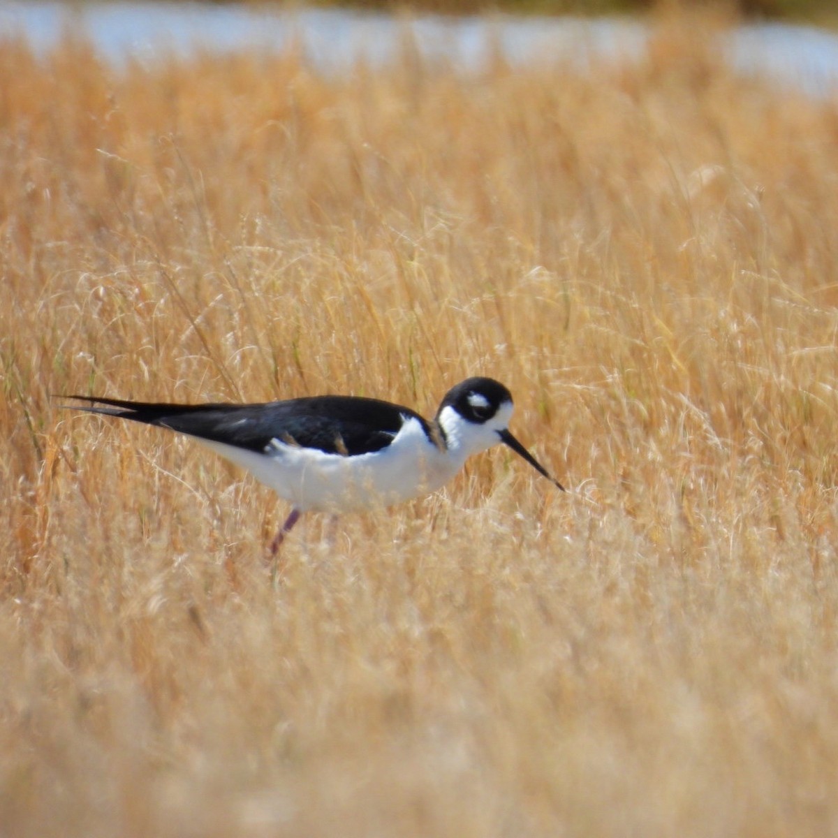 Black-necked Stilt - ML634076878