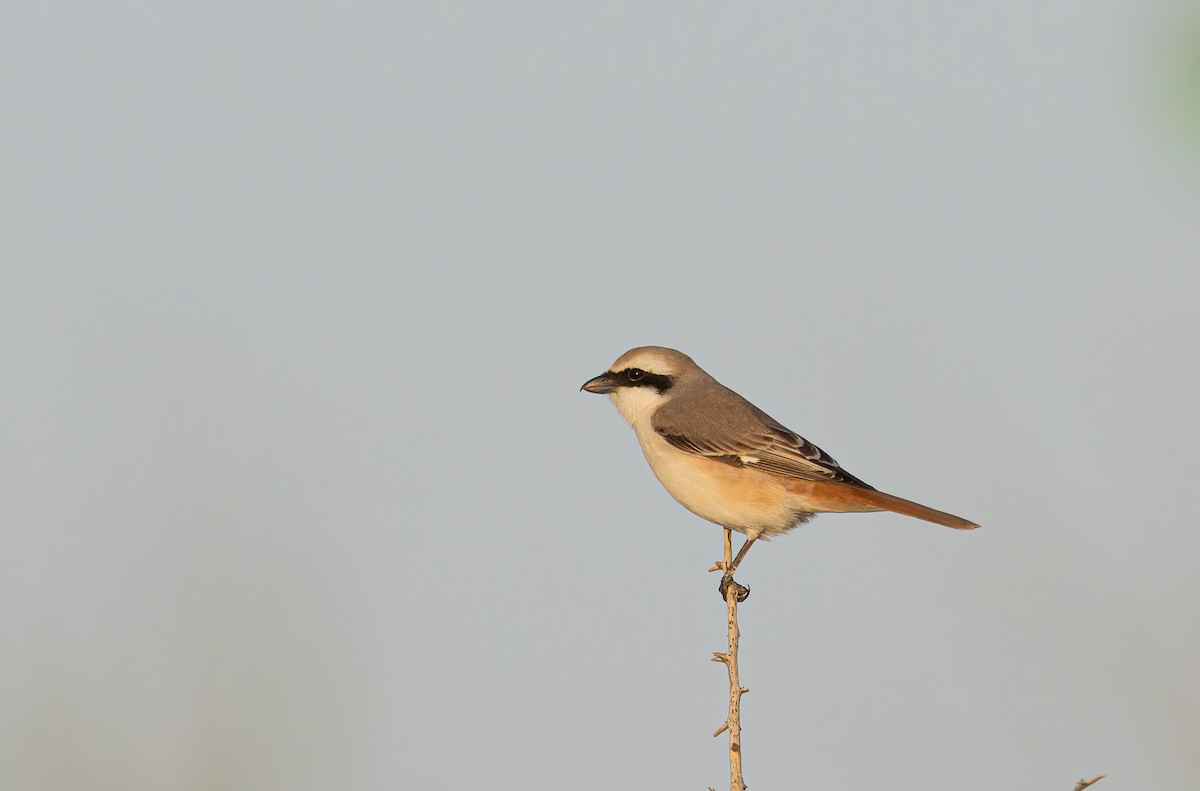 Red-tailed Shrike - ML634076928