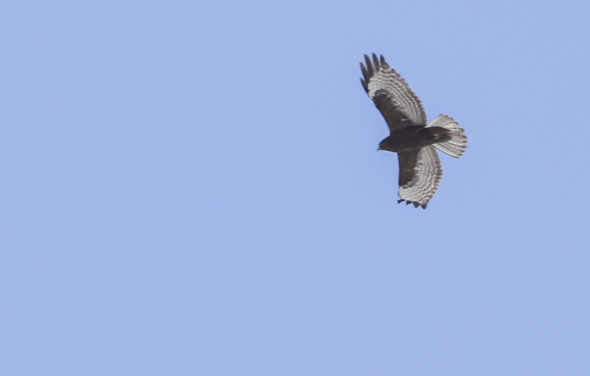 Himalayan Buzzard - ML634076938