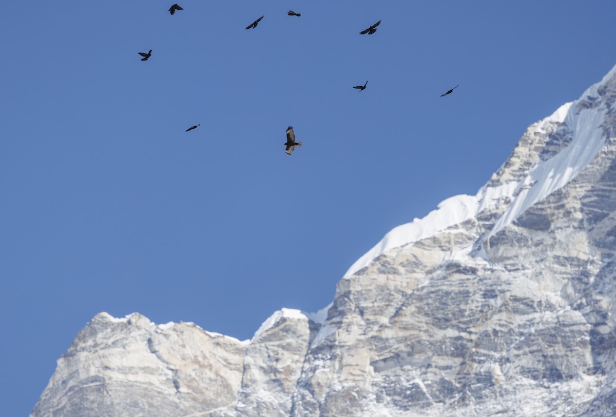Himalayan Buzzard - ML634076939