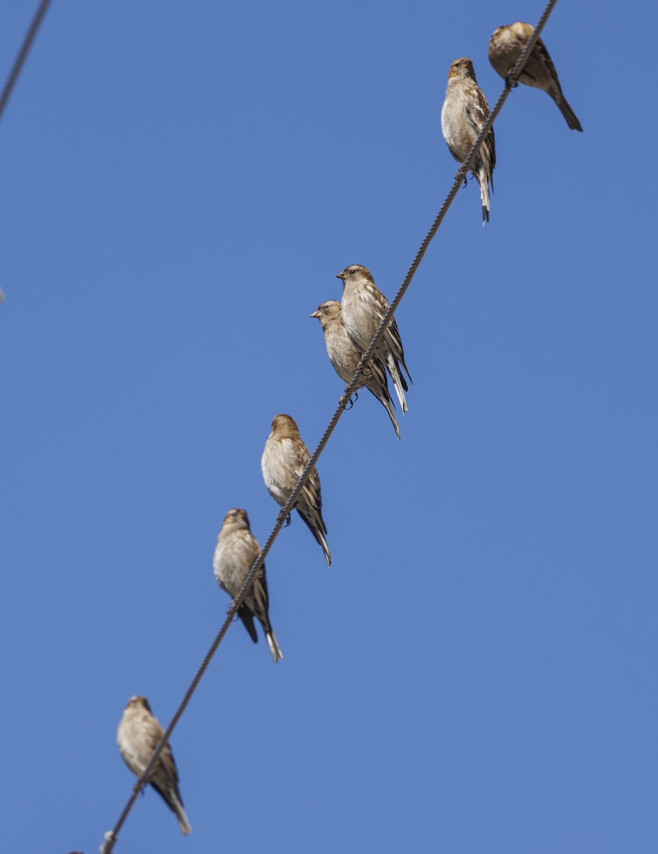 Plain Mountain Finch - ML634076940