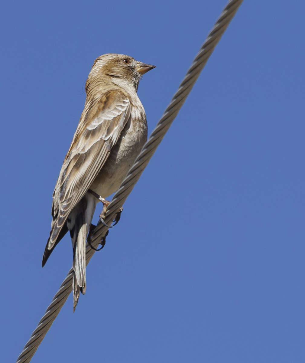 Plain Mountain Finch - ML634076941