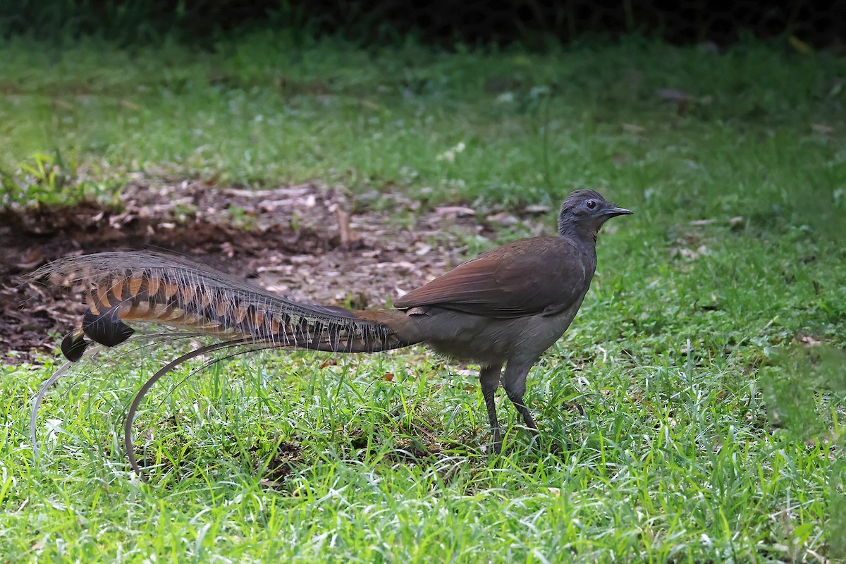 Superb Lyrebird - ML634076960