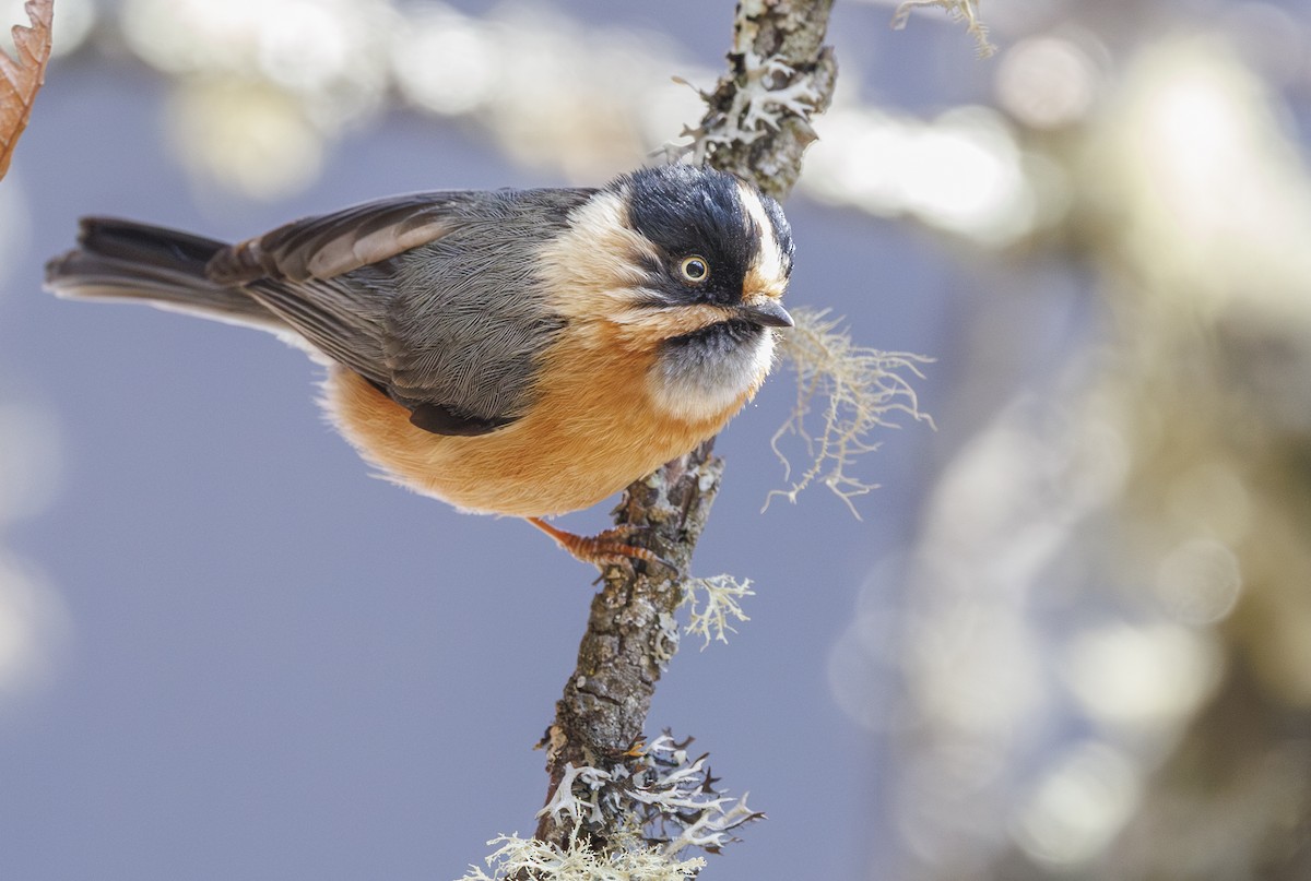 Black-browed Tit - ML634077014