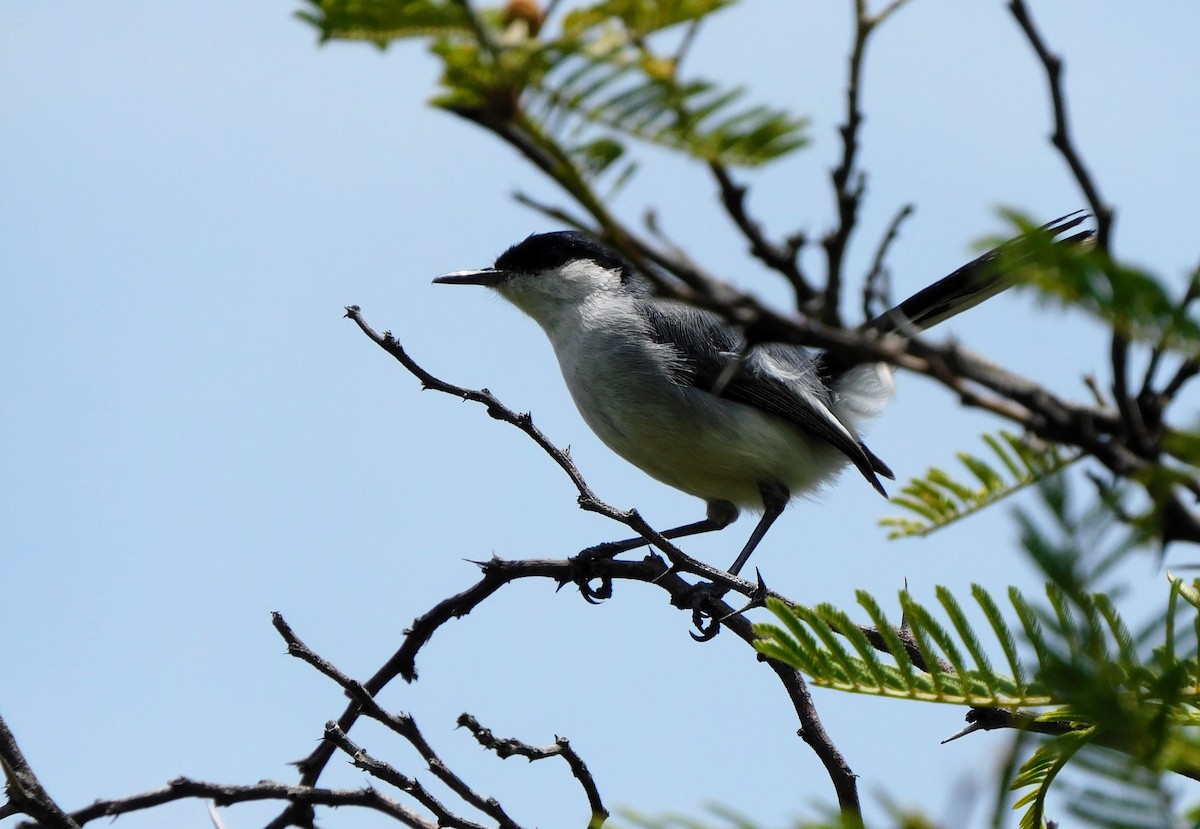 Marañon Gnatcatcher - ML634077023