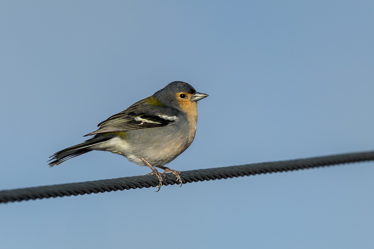 Madeira Chaffinch - ML634077056