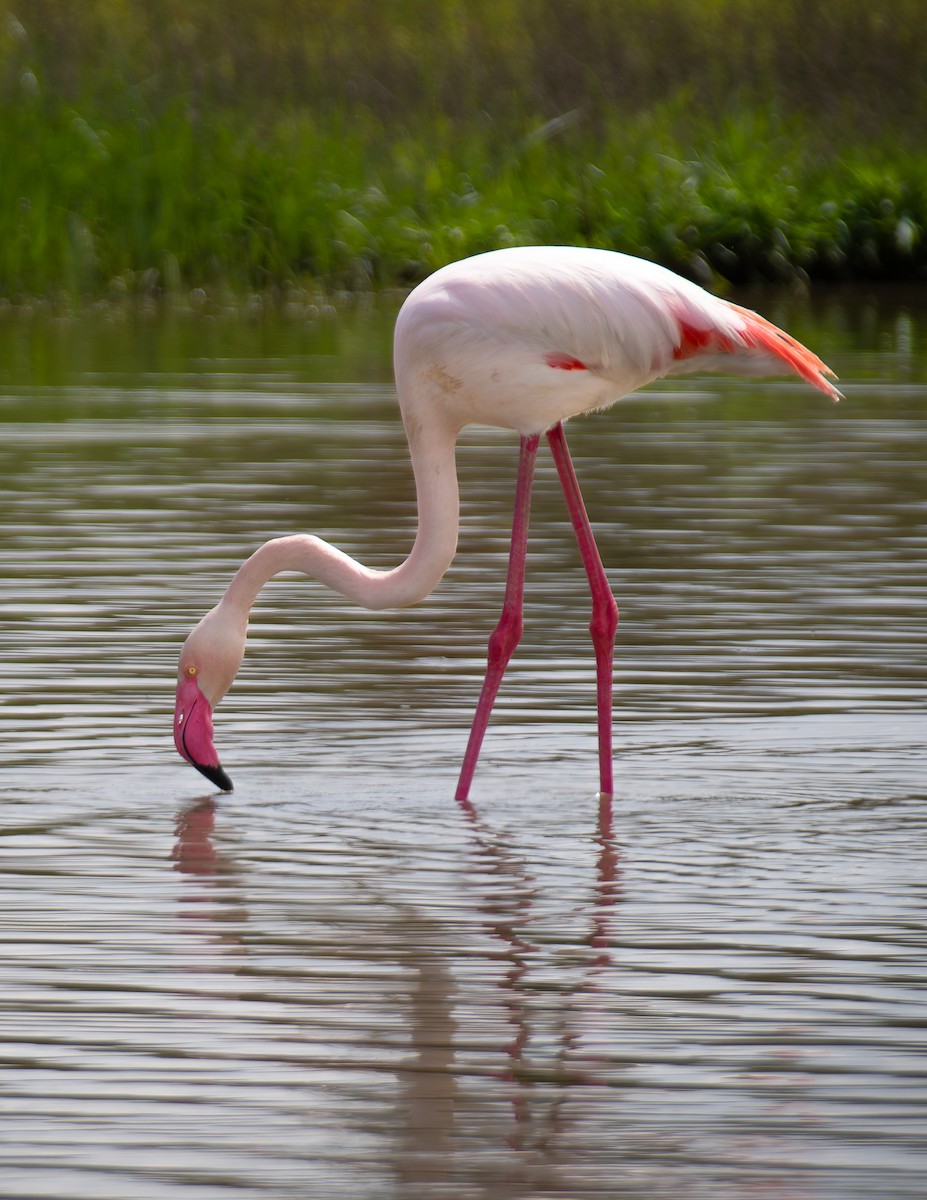 Greater Flamingo - ML634077066