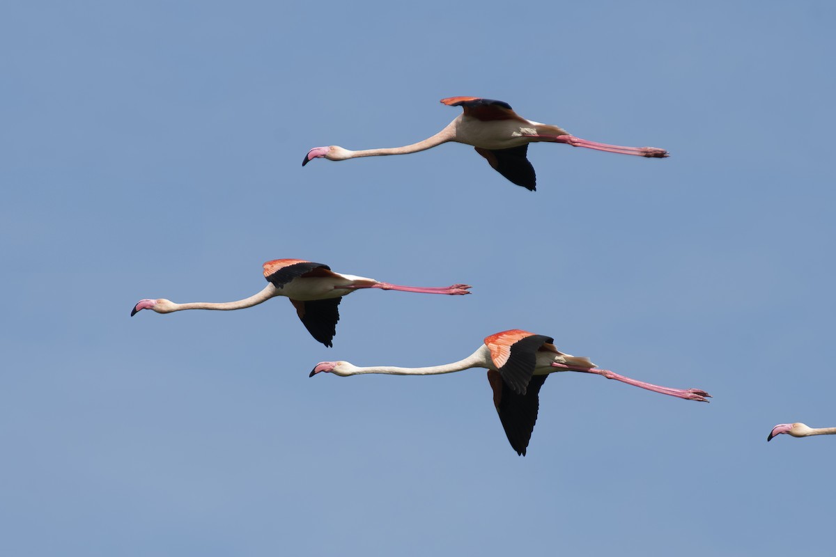 Greater Flamingo - ML634077076