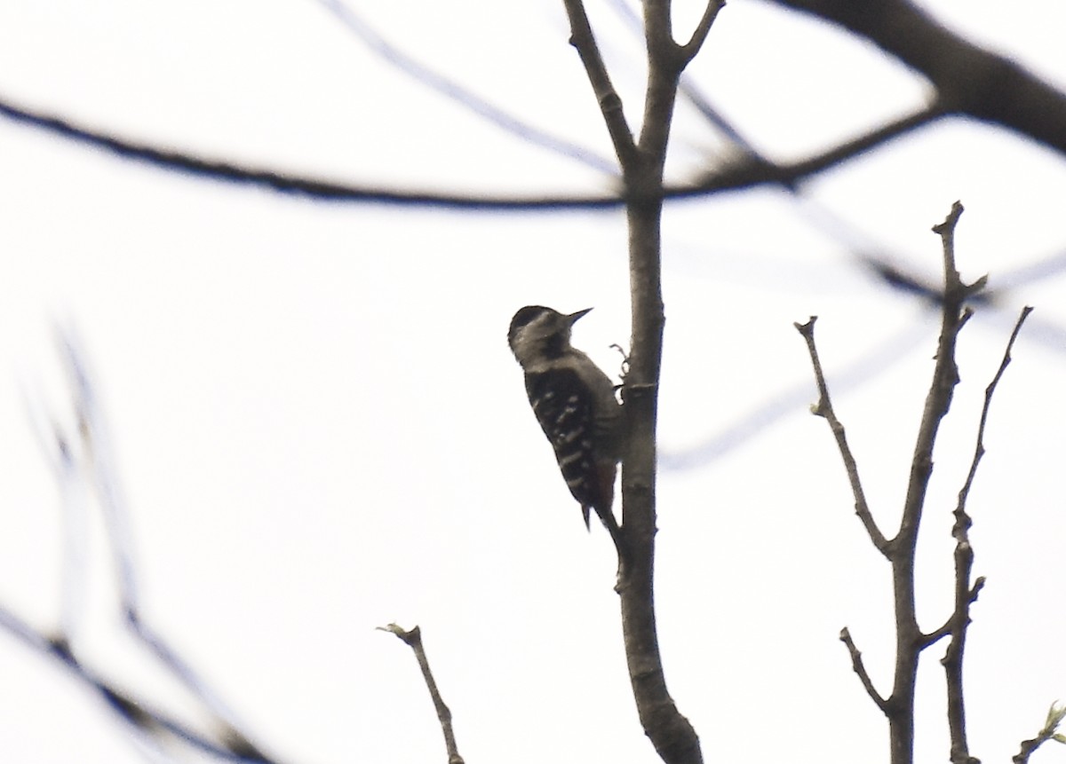 okerbrystspett - ML634077096