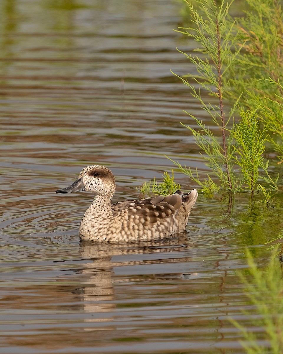 Marbled Duck - ML634077132