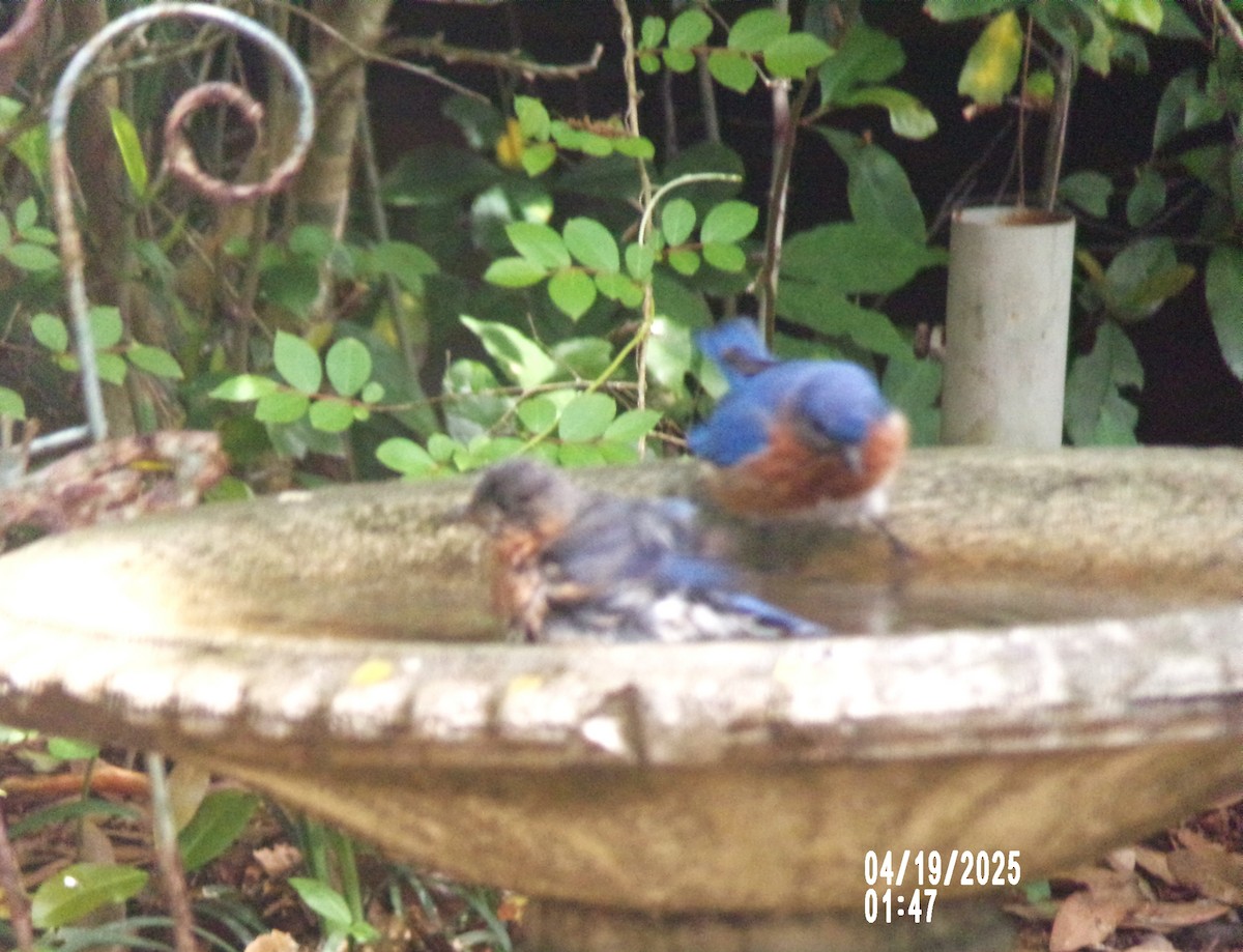 Eastern Bluebird - ML634077169