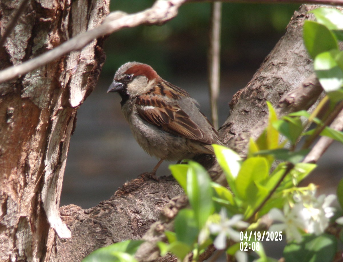 House Sparrow - ML634077181