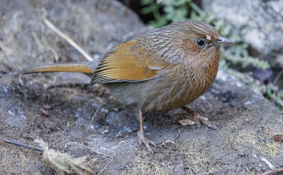 Streaked Laughingthrush - ML634077227
