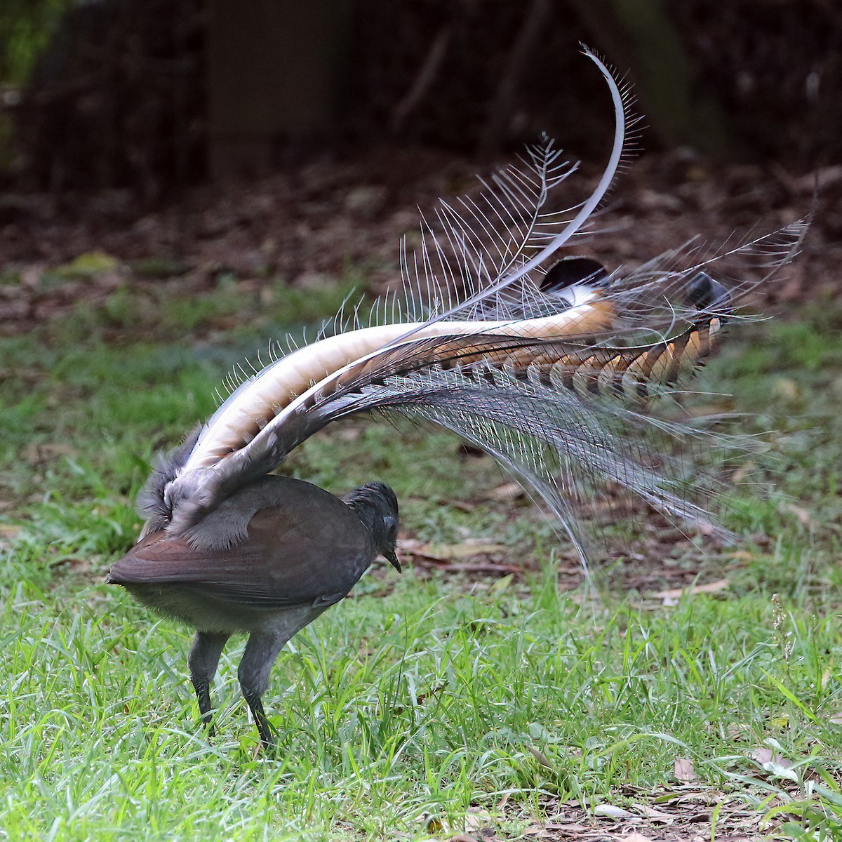 Superb Lyrebird - ML634077288
