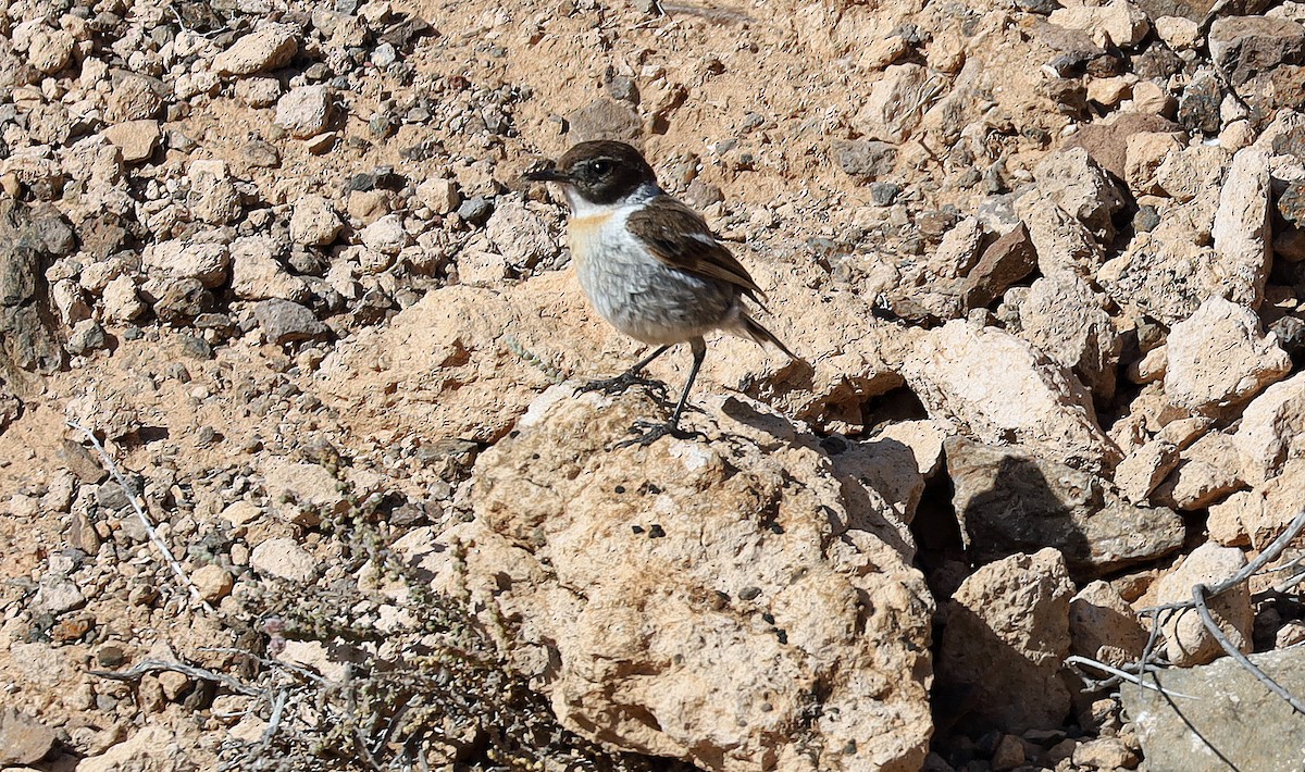 Fuerteventura Stonechat - ML634077299