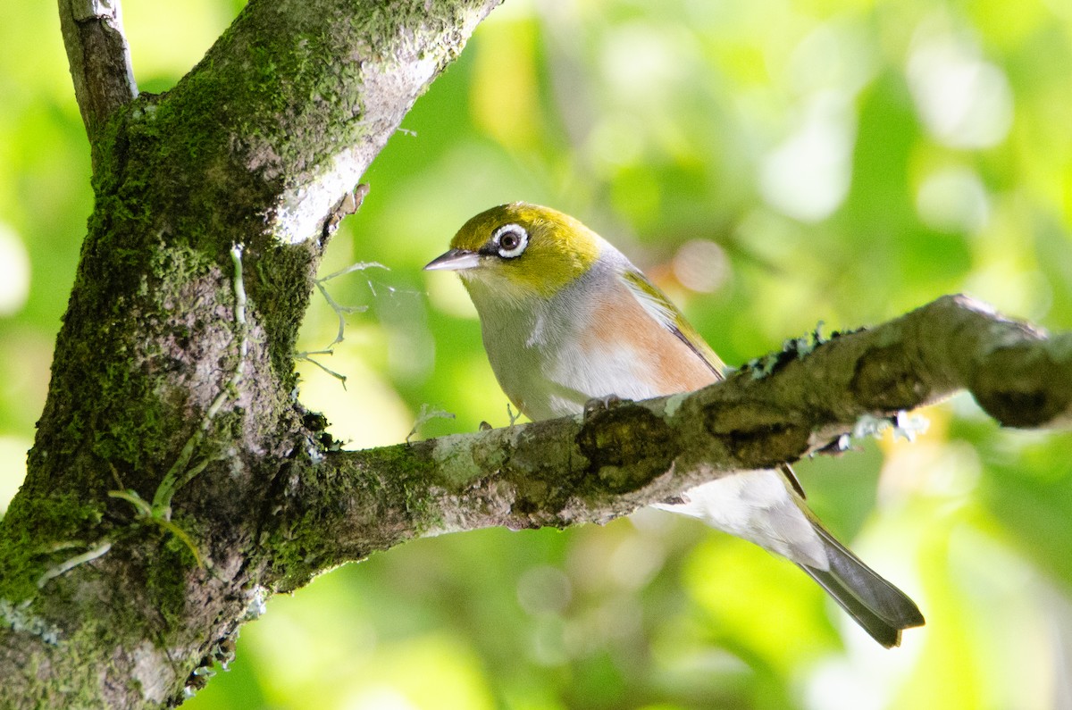 Silvereye - ML634077396