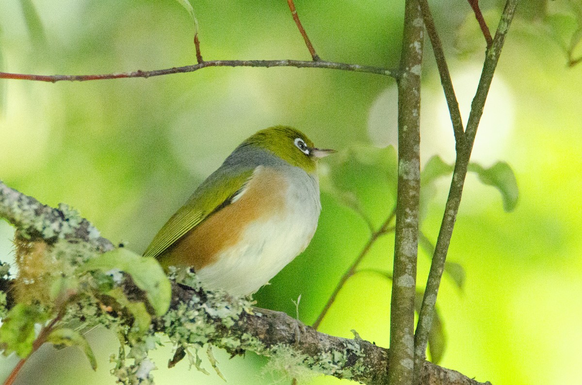 Silvereye - ML634077397