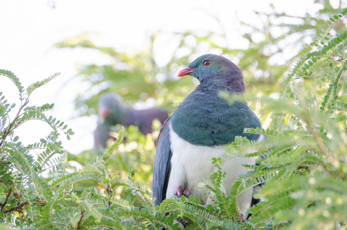 New Zealand Pigeon - ML634077402