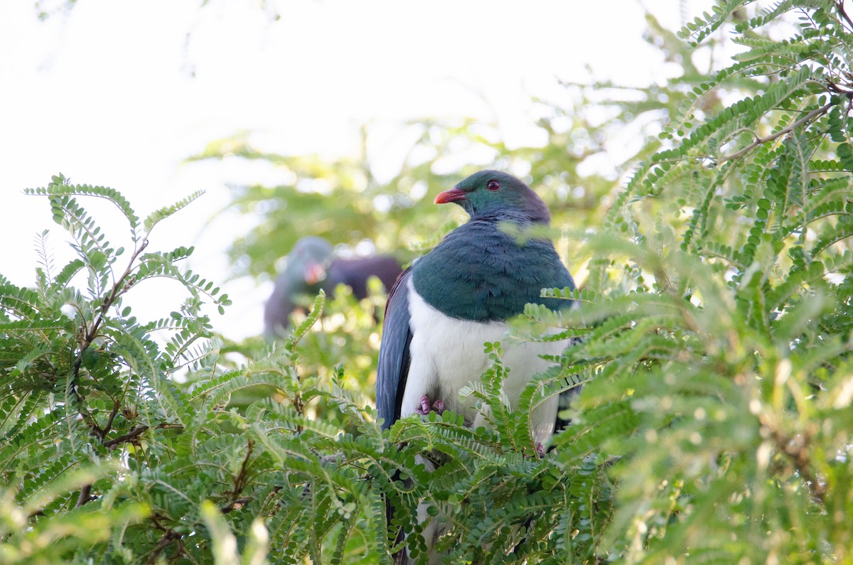 New Zealand Pigeon - ML634077403