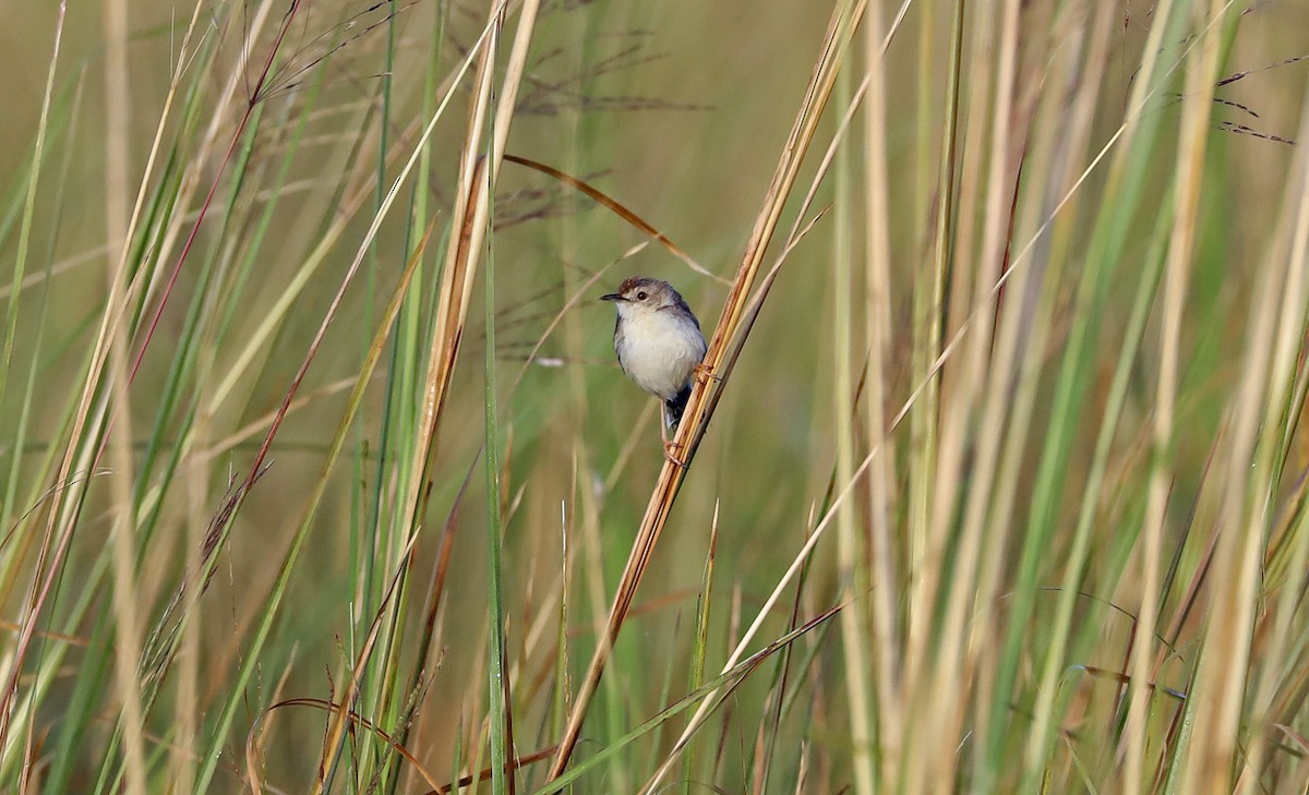 Luapula Cisticola - ML634077443