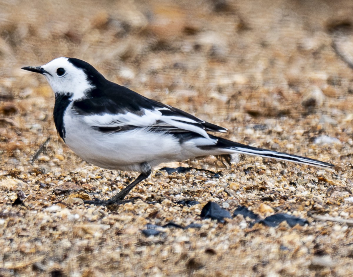 White Wagtail (Black-backed) - ML634077448