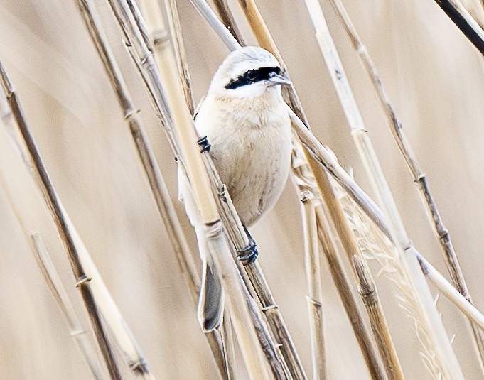 Chinese Penduline-Tit - ML634077454