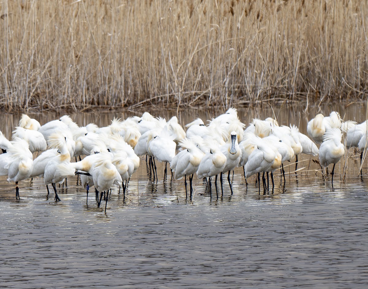 Black-faced Spoonbill - ML634077458