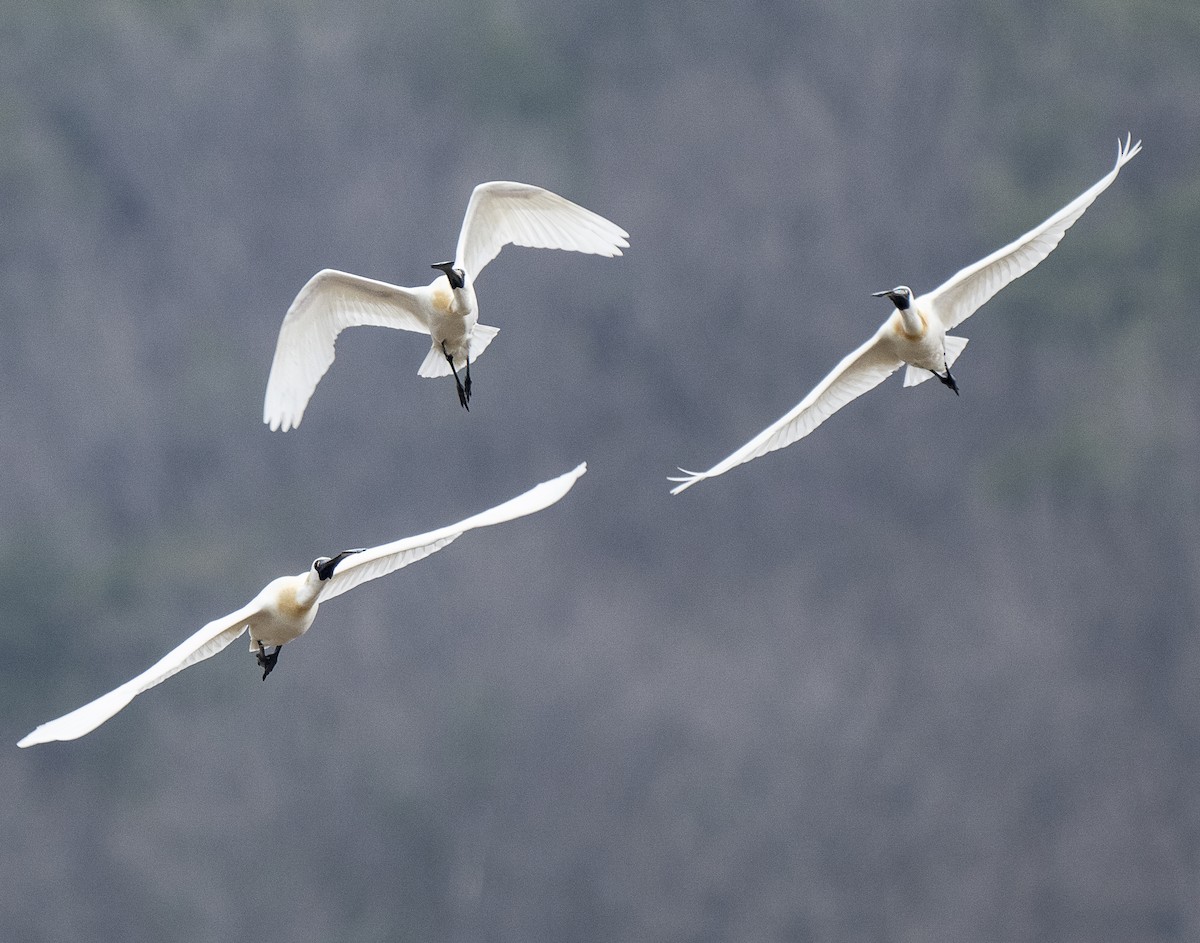Black-faced Spoonbill - ML634077460