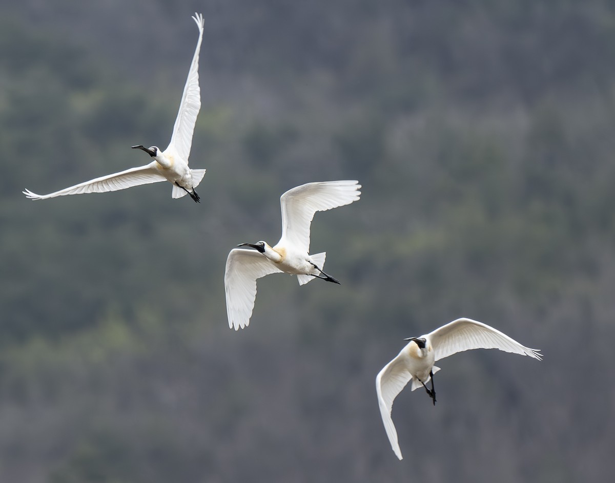 Black-faced Spoonbill - ML634077461