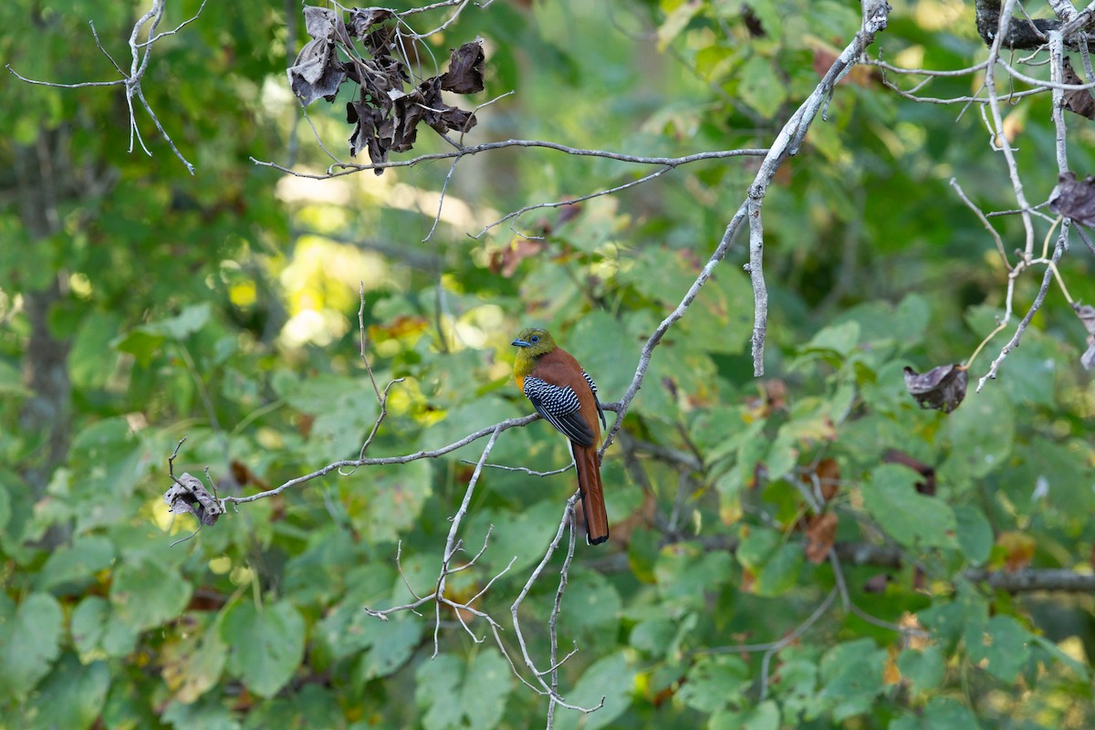 Orangebauchtrogon - ML634077548