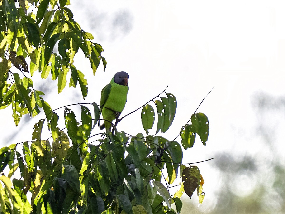 Gray-headed Parakeet - ML634077562