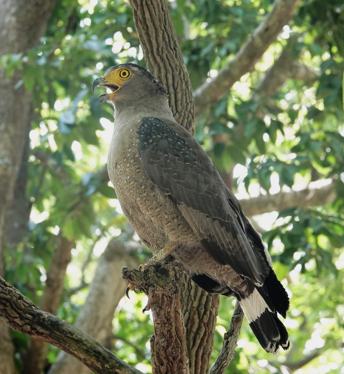 Haubenschlangenadler - ML634077563