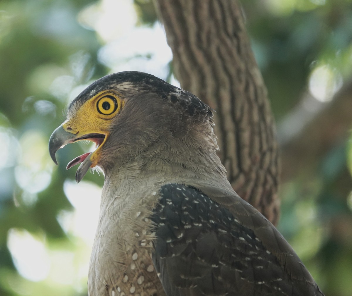 Haubenschlangenadler - ML634077567