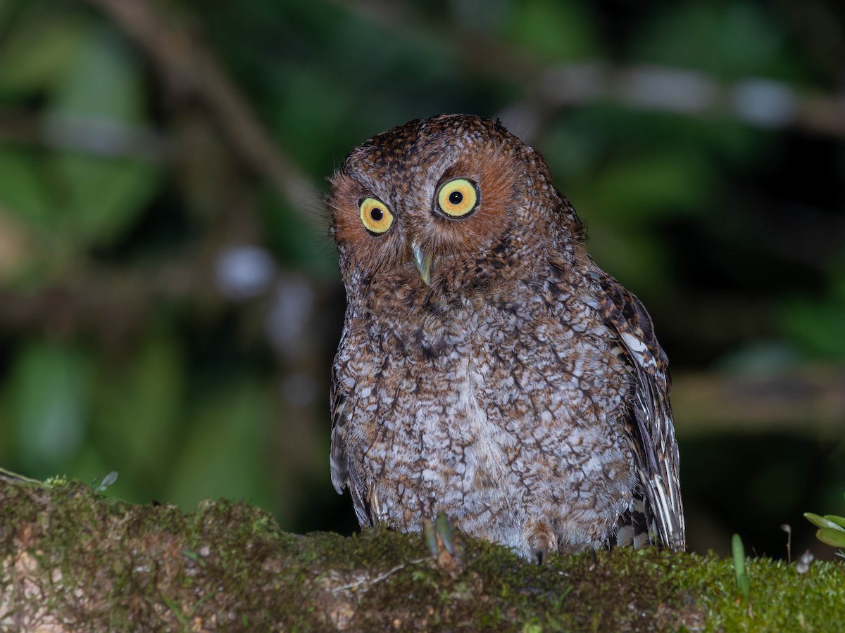 Bare-shanked Screech-Owl - ML634077572