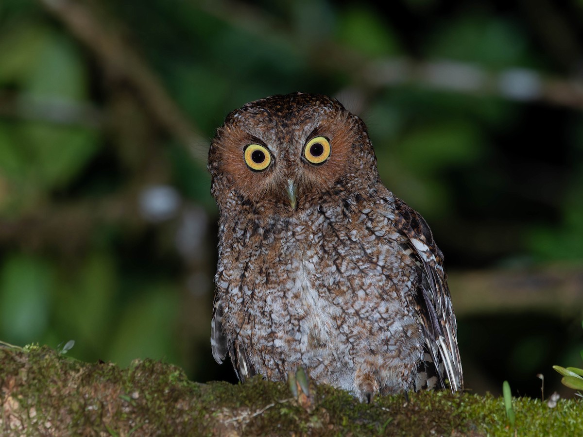 Bare-shanked Screech-Owl - ML634077573