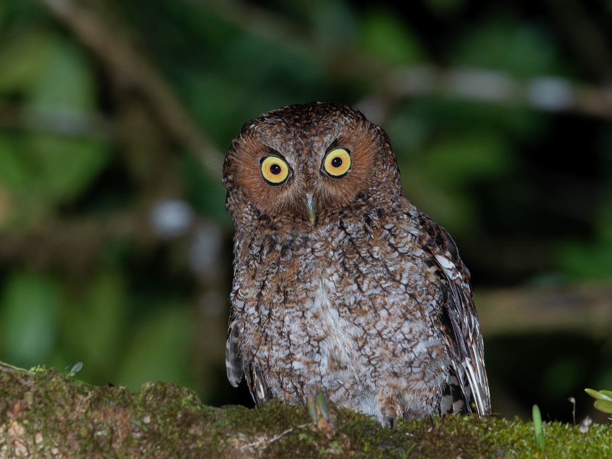 Bare-shanked Screech-Owl - ML634077574
