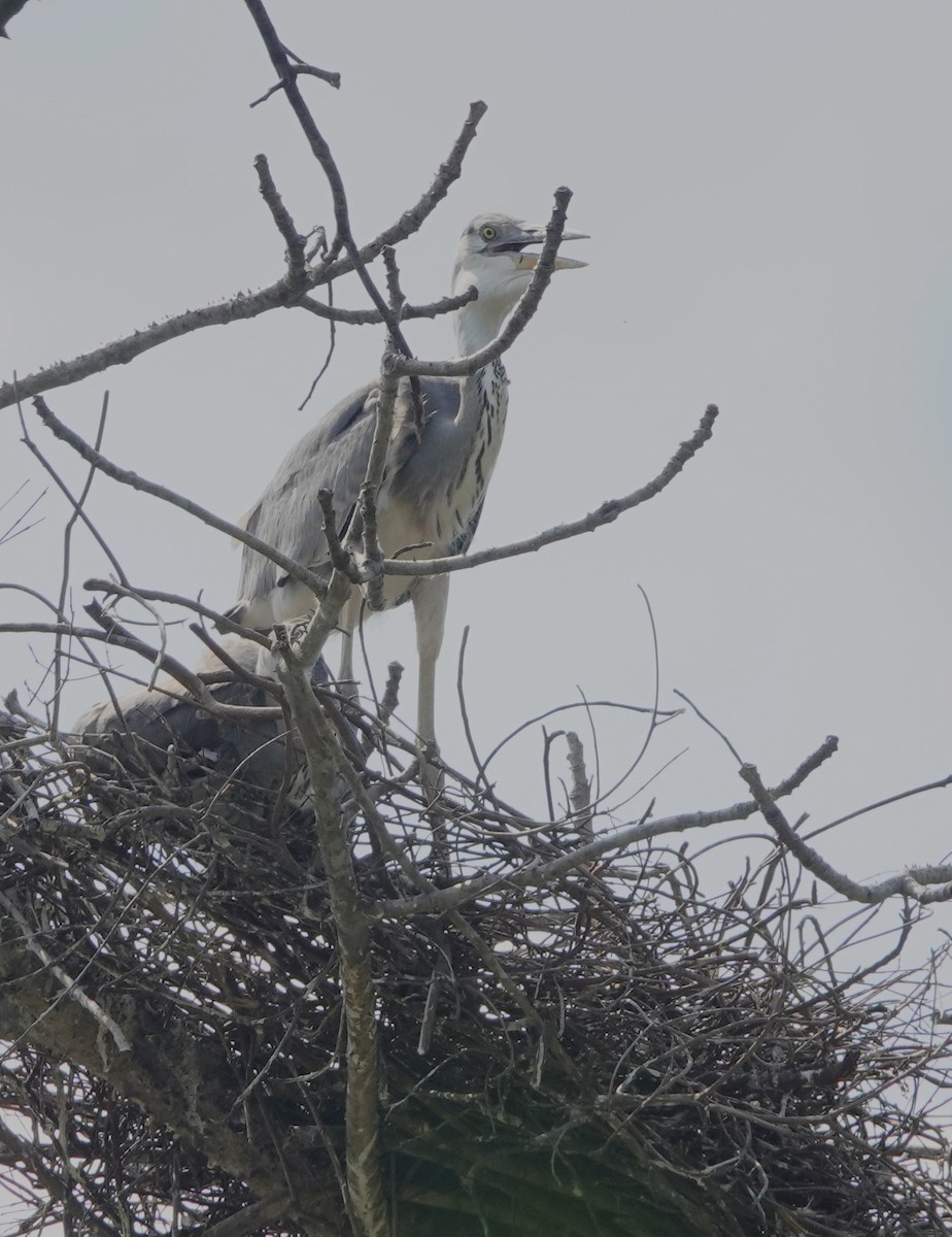 Graureiher - ML634077610