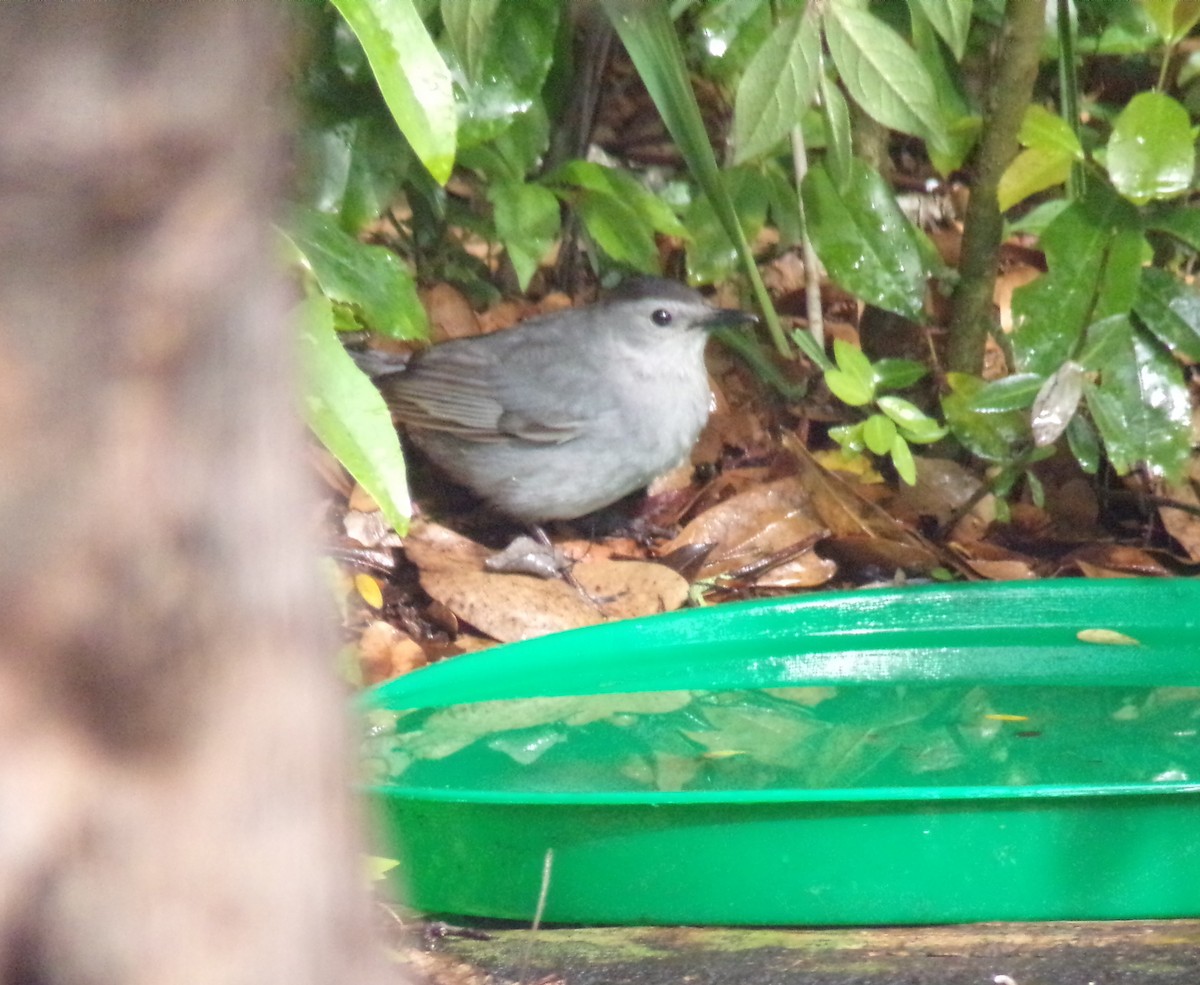 Gray Catbird - ML634077653