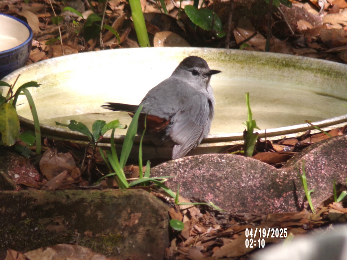 Gray Catbird - ML634077668