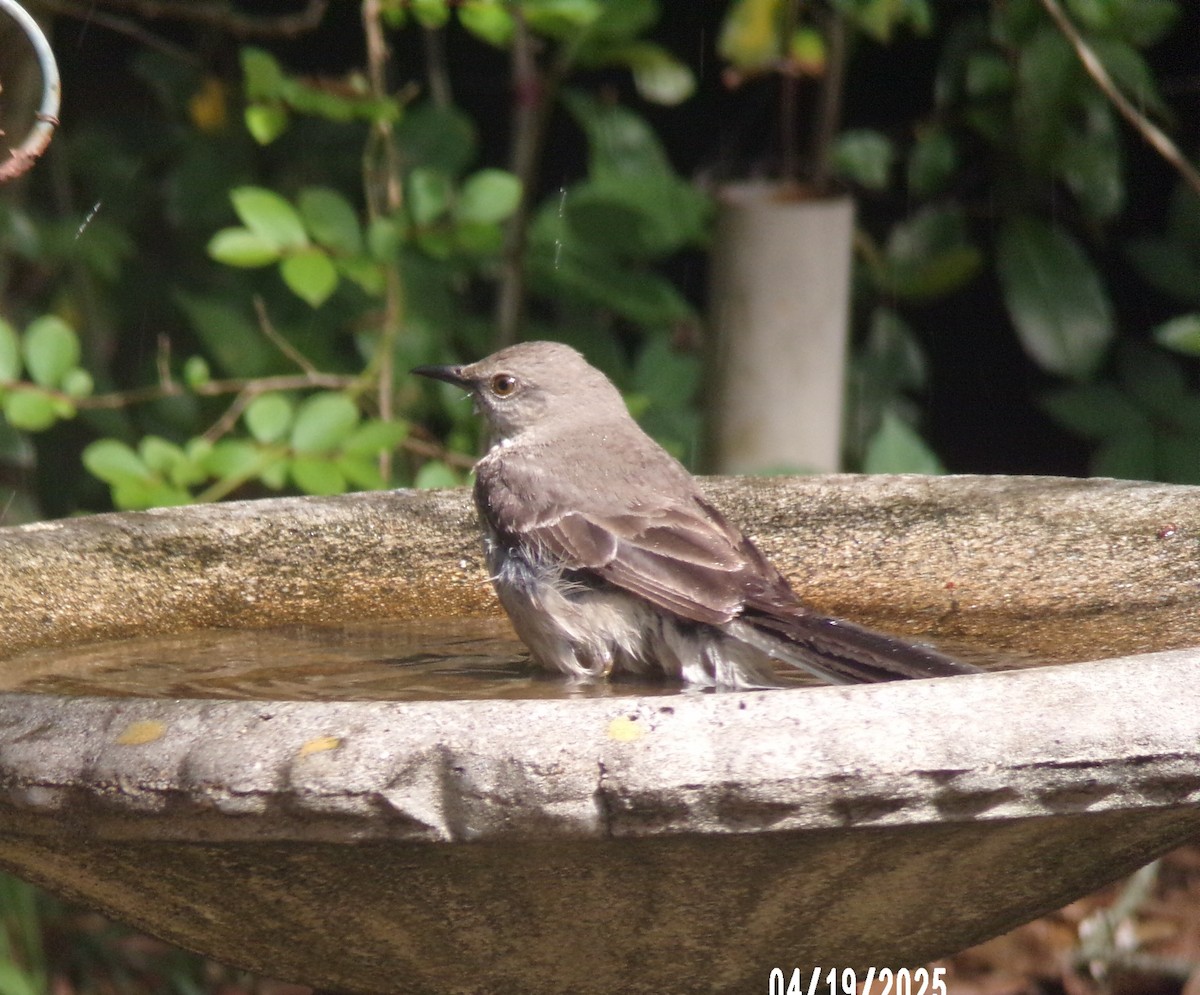 Northern Mockingbird - ML634077686