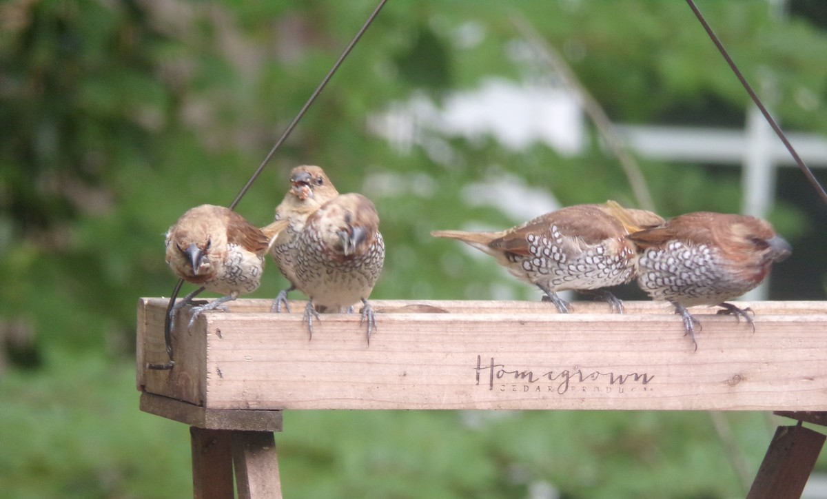 Scaly-breasted Munia - ML634077698