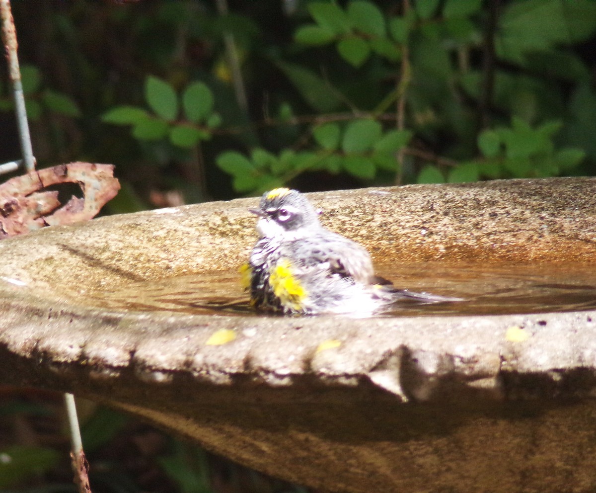 Yellow-rumped Warbler - ML634077706