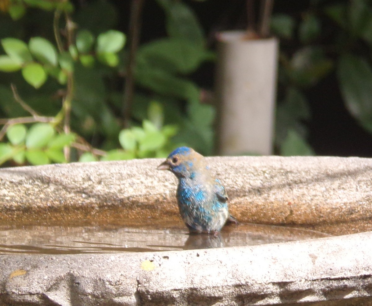 Indigo Bunting - ML634077713