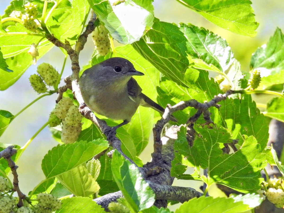 Eurasian Blackcap - ML634077748